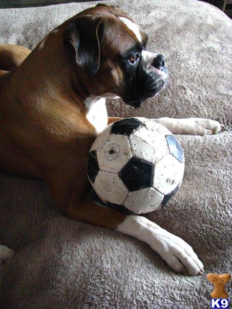 Stud Dogs - Boxer