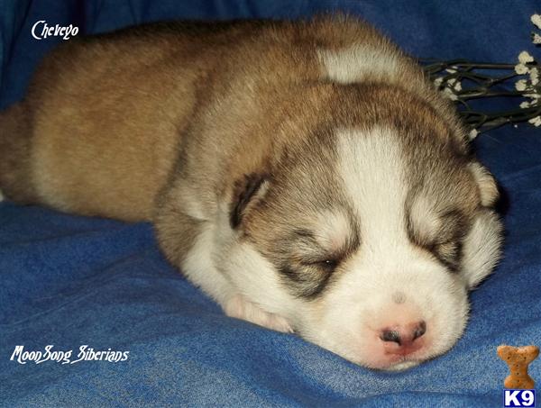 Wolf Dog Puppies