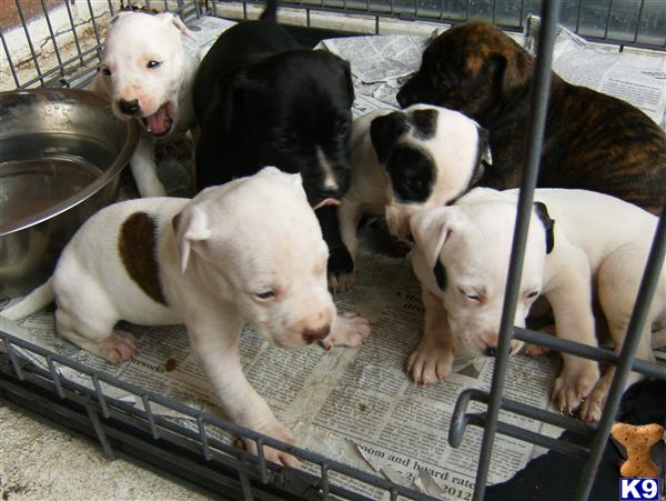 Puppies in Detroit