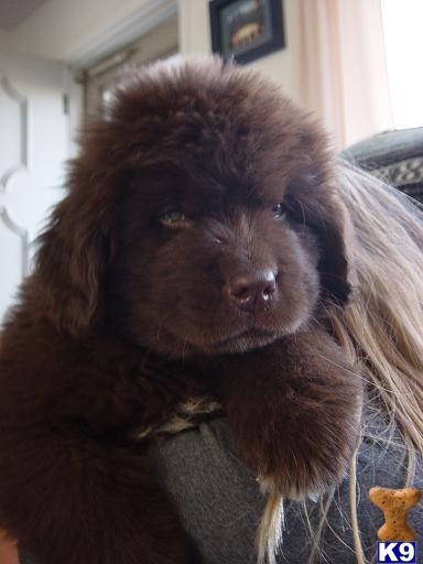 Puppies in MT