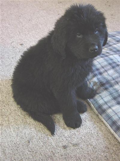 Puppies in MT