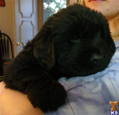 Puppies in MT