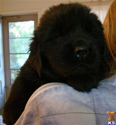 Puppies in MT