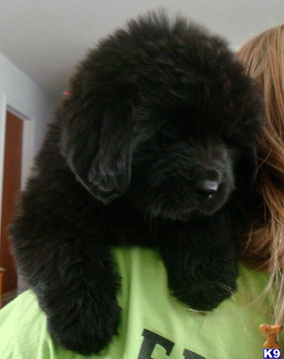 Puppies in MT