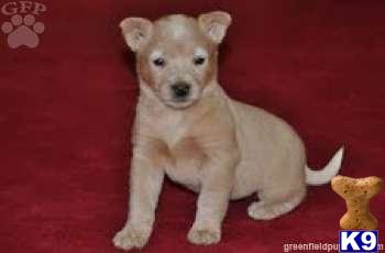 Australian Cattle Dog Puppies