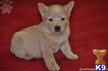 Australian Cattle Dog Puppies
