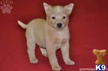 Australian Cattle Dog Puppies