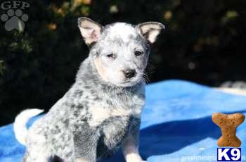 Australian Cattle Dog Puppies