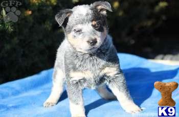 Australian Cattle Dog Puppies