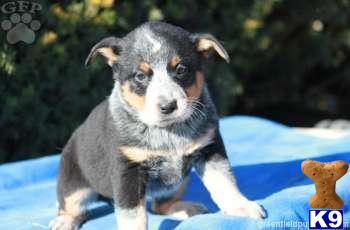 Australian Cattle Dog Puppies