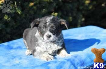 Australian Cattle Dog Puppies