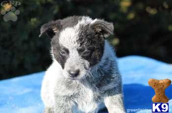 Australian Cattle Dog Puppies