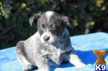 Australian Cattle Dog Puppies