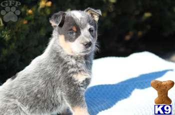 Australian Cattle Dog Puppies