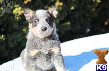 Australian Cattle Dog Puppies