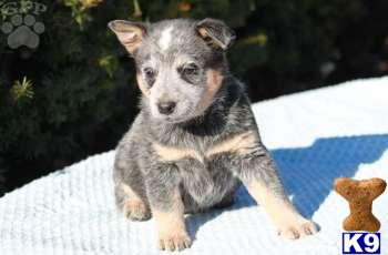 Australian Cattle Dog Puppies