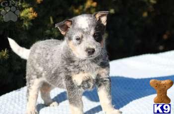 Australian Cattle Dog Puppies