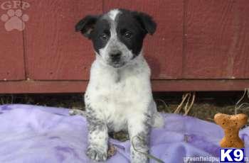 Australian Cattle Dog Puppies