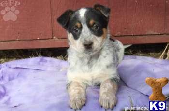 Australian Cattle Dog Puppies
