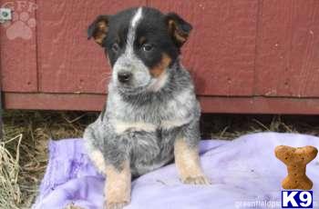Australian Cattle Dog Puppies