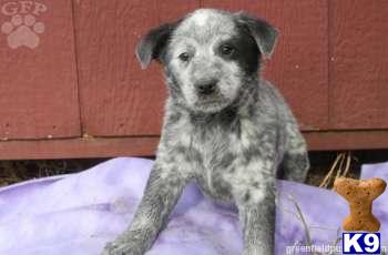 Australian Cattle Dog Puppies