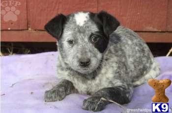 Australian Cattle Dog Puppies