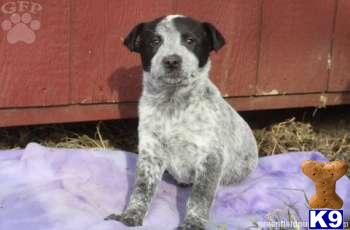 Australian Cattle Dog Puppies