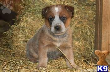 Australian Cattle Dog Puppies