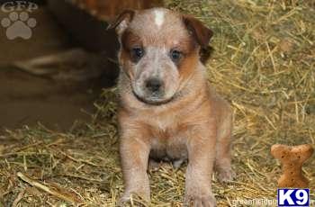 Australian Cattle Dog Puppies