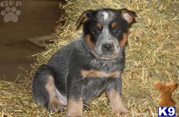 Australian Cattle Dog Puppies