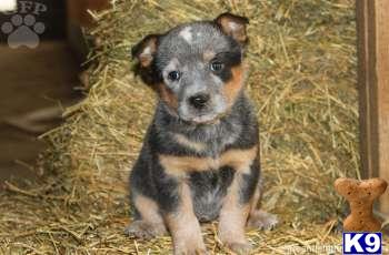 Australian Cattle Dog Puppies