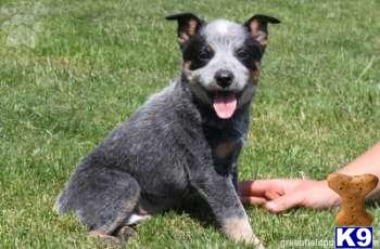 Australian Cattle Dog Puppies