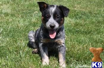 Australian Cattle Dog Puppies