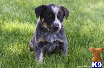 Australian Cattle Dog Puppies