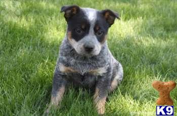 Australian Cattle Dog Puppies