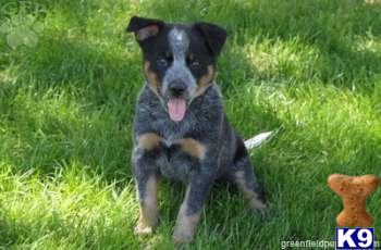 Australian Cattle Dog Puppies
