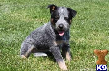 Australian Cattle Dog Puppies