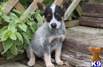 Australian Cattle Dog Puppies