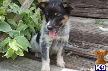 Australian Cattle Dog Puppies