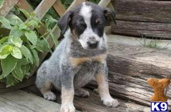 Australian Cattle Dog Puppies