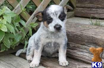 Australian Cattle Dog Puppies