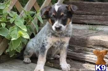 Australian Cattle Dog Puppies