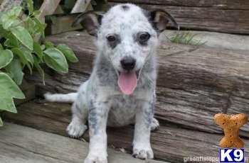 Australian Cattle Dog Puppies