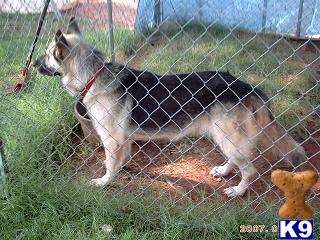 Stud Dogs - German Shepherd