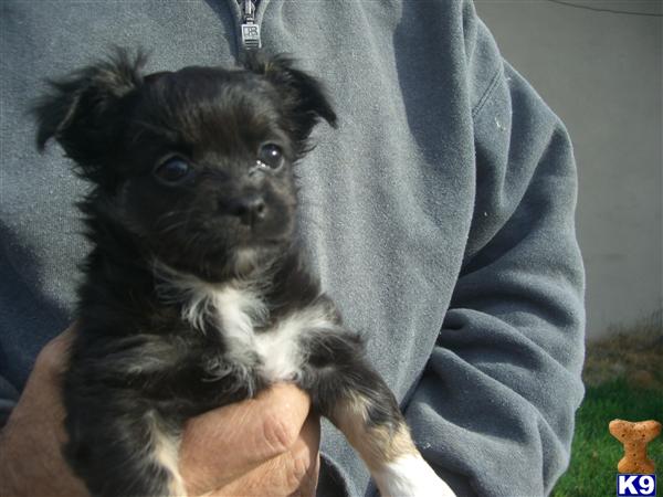 Puppies in San francisco