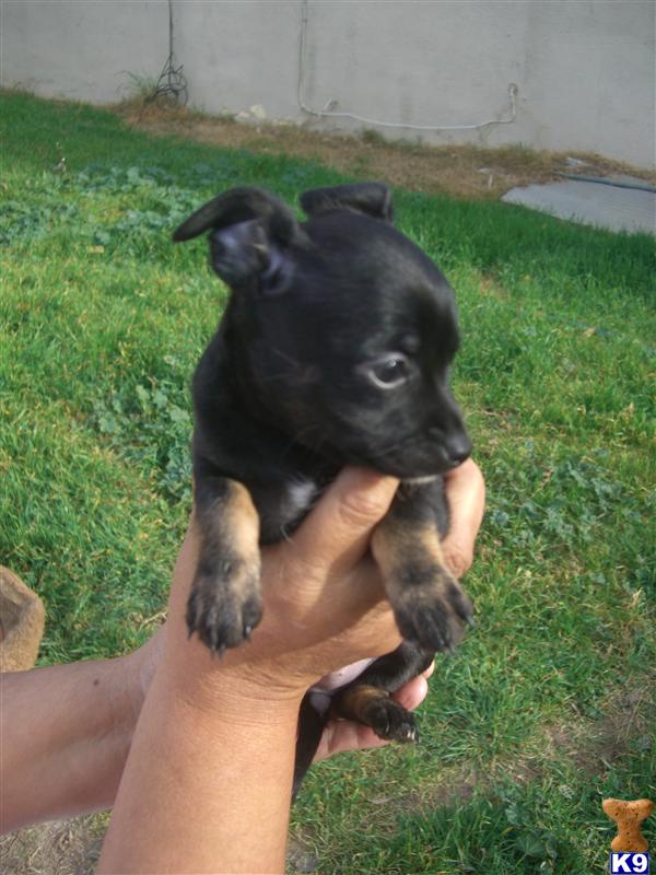 Puppies in San francisco