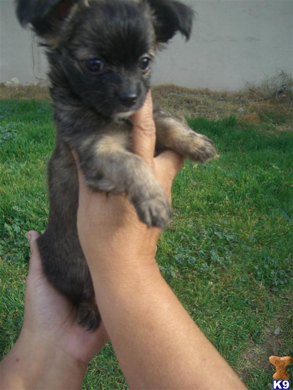 Puppies in San francisco