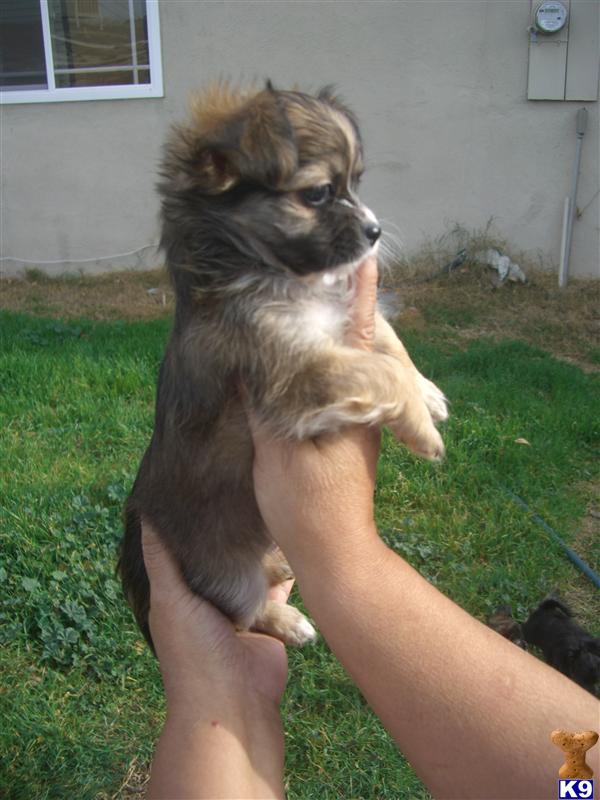 Puppies in San francisco
