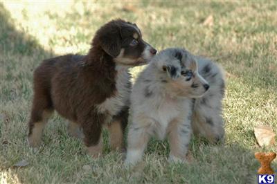 Australian Shepherd Puppies for Sale