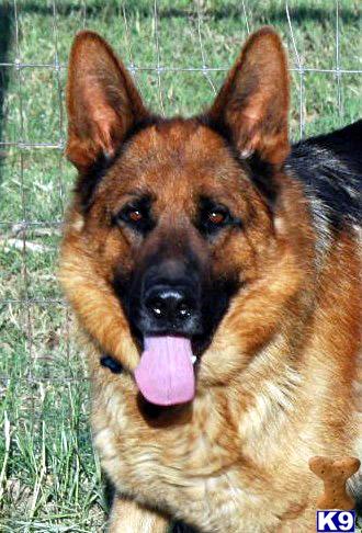 Dogs - German Shepherd